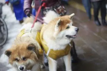 Anjing-anjing di Festival Inukko