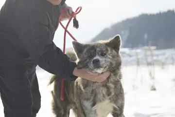 Akita Inu dewasa