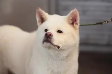 Akita Inu Dewasa
