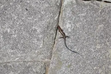 A visitor from the woods