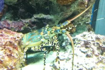 Don't mess around with the blue Lobster at the Okinawa Churaumi Aquarium and Theme Park