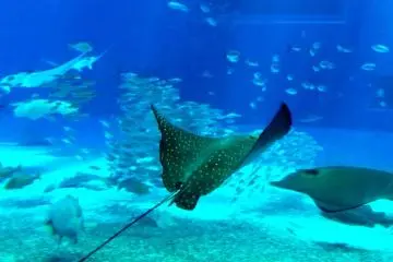 If you miss diving with the Manta Rays at Iriomote Island in Spring come to Okinawa Churaumi Aquarium