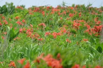 Kirigamine Plateau, Wild Azalea