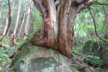 Old tree at Tateshina Otaki Falls