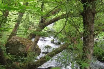Down Stream at Tateshina Otaki Falls