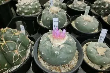 ดอกสีชมพูสุดสวย