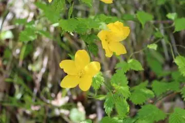Les fleurs au bord de la rivière
