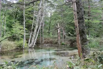 Clear water at Dakesawa Marsh