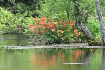 Pond reflection, Dakesawa Marsh