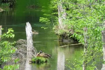 Reflection on pond, notice the duck