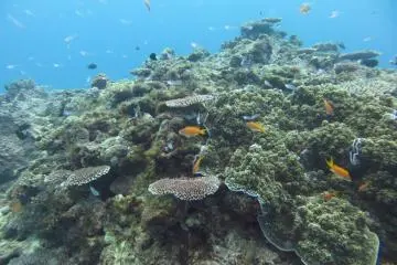 Visibility is best at around 7-10m