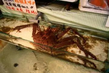 A live crab in one of the many seafood vendors along Sakaimachi Street.