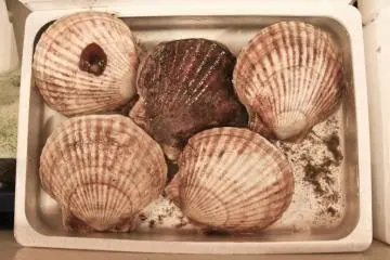 Dinner plate sized Scallops are a perfect snack, freshly cooked on the grill by a local fisherman.
