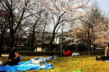 Hanami picnic area (Photo: <a href="http://www.gethiroshima.com" target="_blank" rel="noreferrer noopener nofollow">gethiroshima</a>)