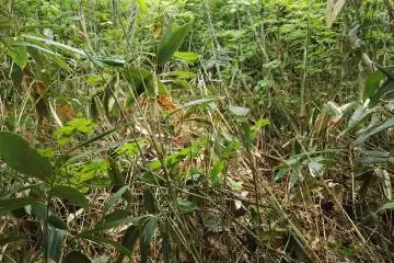 Beating through the bush.