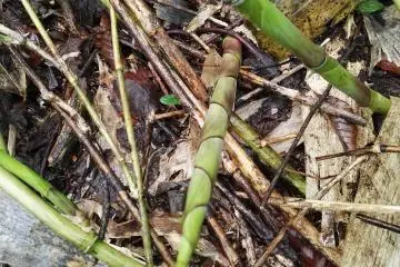 A bamboo shoot.
