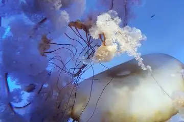 แมงกระพรุนสีสวย