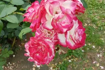 สีสันสวยงาม
