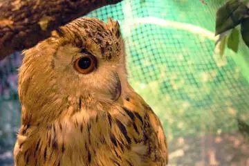 Owl who is energetic 