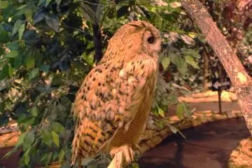Owl who likes to flap his wings