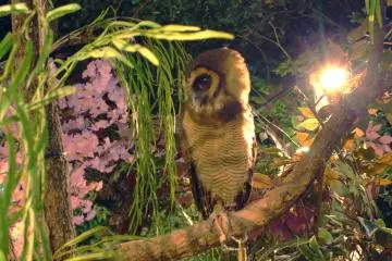 Owl who likes to stare 