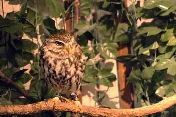 Owl who likes to be pet 
