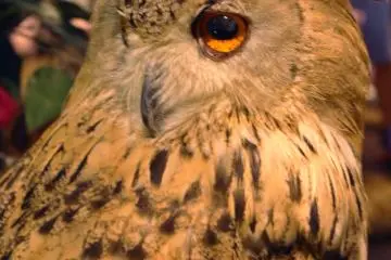 Owl who likes to turn his head