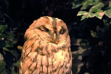 Owl who likes to sleep 