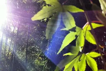 momiji leaves, bamboo forest and bending light (Photo: <a href="http://www.gethiroshima.com" target="_blank" rel="noreferrer noopener nofollow">gethiroshima</a>)