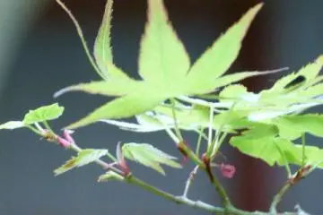 quiet momiji leaves (Photo: <a href="http://www.gethiroshima.com" target="_blank" rel="noreferrer noopener nofollow">gethiroshima</a>)