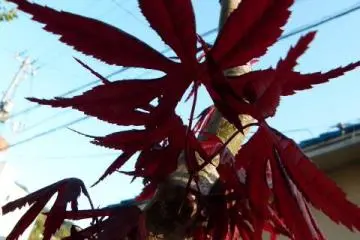 momiji shadows (Photo: <a href="http://www.gethiroshima.com" target="_blank" rel="noreferrer noopener nofollow">gethiroshima</a>)