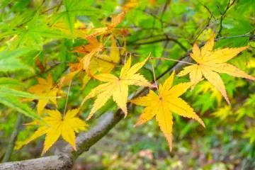 yellow and green momiji (Photo: <a href="http://www.gethiroshima.com" target="_blank" rel="noreferrer noopener nofollow">gethiroshima</a>)