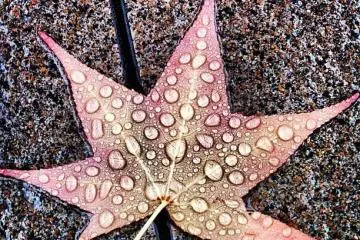 wet momiji leaf (Photo: <a href="http://www.gethiroshima.com" target="_blank" rel="noreferrer noopener nofollow">gethiroshima</a>)