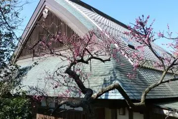 Pink plum blossoms are blooming