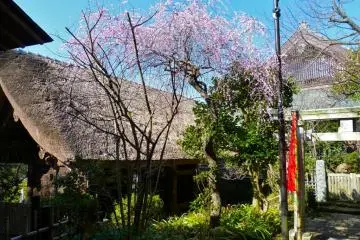 Weeping plum blossoms in front of Benten-do