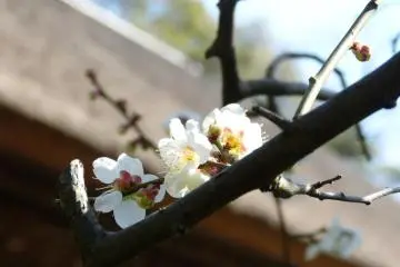 White flowers of the plum tree