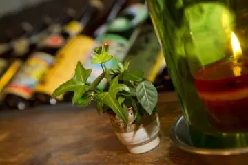 Season's greenings