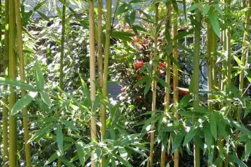 <p>ใบไผ่และคามีเลียสีแดง</p>