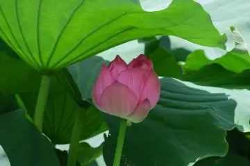 Kamakura is also known for her great beauty.