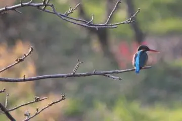 The Birds of Dogo Park