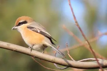 The bullheaded shrike impales lizards, frogs and insects on branches to mark its territory (Photo: Laura MacLean)