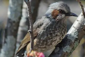 A bulbul enjoys the nectar of the many plum blossoms that appear in spring (Photo: Laura MacLean)