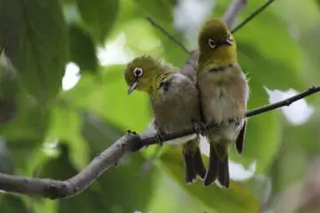 These white-eyes are getting mighty chummy on their branch (Photo: Laura MacLean)
