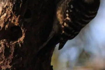 The Japanese pygmy woodpecker makes its presence felt by the rapid tapping sound it makes
