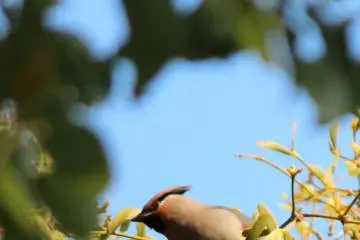 The Japanese waxwing is a rarely seen passerine visitor