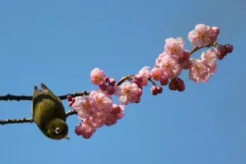 The white-eye is a real acrobat who isn't shy of humans