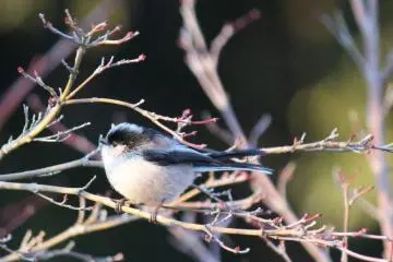 This long-tailed tit is well insulated against the winter wind