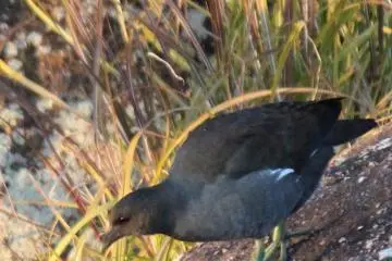 A moorhen makes its cautious way down to the moat