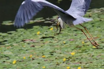 The birds and other wildlife in Dogo Park create moments of striking drama