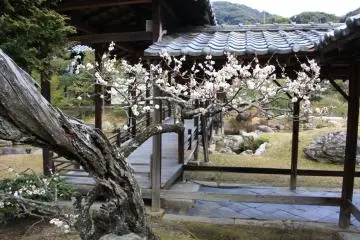 Au moment de la floraison des pruniers